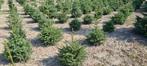 Kerstbomen Fijne blauwspar met Kluit in pot 40 cm – 120 cm, Overige soorten, Zomer, Ophalen, Volle zon