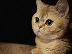 Brits korthaar Poesje - Black Golden shaded met stamboom, Dieren en Toebehoren, Katten en Kittens | Raskatten | Korthaar, Poes