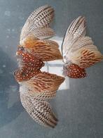 Fazanten veren, Ophalen of Verzenden, Nieuw, Materiaal