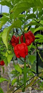 Carolina Reaper, Tuin en Terras, Bloembollen en Zaden, Ophalen of Verzenden, Volle zon