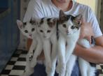 Jonge poesjes, kittens, Meerdere dieren, Kortharig, 0 tot 2 jaar