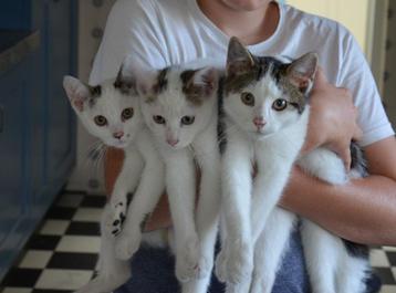  Jonge poesjes, kittens beschikbaar voor biedingen