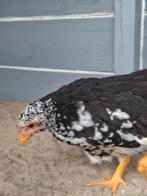 Te koop jonge wyandotte, Dieren en Toebehoren, Pluimvee, Meerdere dieren, Kip