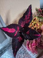 Siernetel stekjes, Ophalen of Verzenden, Halfschaduw, Minder dan 100 cm