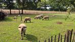 Hampshire down dekram, Dieren en Toebehoren, Schapen, Geiten en Varkens, Mannelijk, Schaap