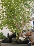 Citroenverbena, Ophalen, Volle zon, Overige soorten, Minder dan 100 cm