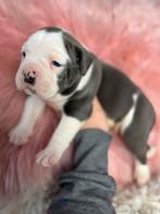 Bullforce Old English Bulldog pups, Nederland, Parvo, 8 tot 15 weken, Bulldog