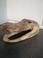 UNIEKE OUDE TAXIDERMIE ALLIGATOR HOOFD  TOPSTAAT 20X10X8 CM, Antiek en Kunst, Ophalen of Verzenden