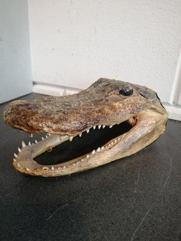 UNIEKE OUDE TAXIDERMIE ALLIGATOR HOOFD  TOPSTAAT 20X10X8 CM  beschikbaar voor biedingen