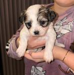 Matipoo pups, Dieren en Toebehoren, Honden | Chihuahua's en Gezelschapshonden, Rabiës (hondsdolheid), Overige rassen, 8 tot 15 weken