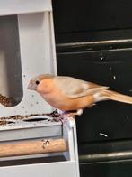 vogels overige vogels, Dieren en Toebehoren, Vogels | Overige Vogels, Meerdere dieren, Wildzangvogel, Geringd