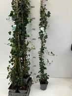 Hedera Hibernica 180 cm hoog, Ophalen of Verzenden, Overige soorten, 100 tot 250 cm