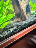 ostomus Plectomus algeneters, Dieren en Toebehoren, Vis, Zoetwatervis