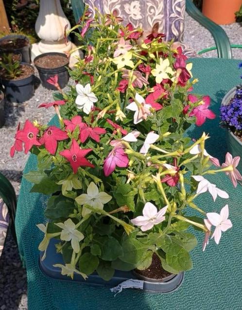Te koop sier tabak planten, Tuin en Terras, Planten | Tuinplanten, Ophalen