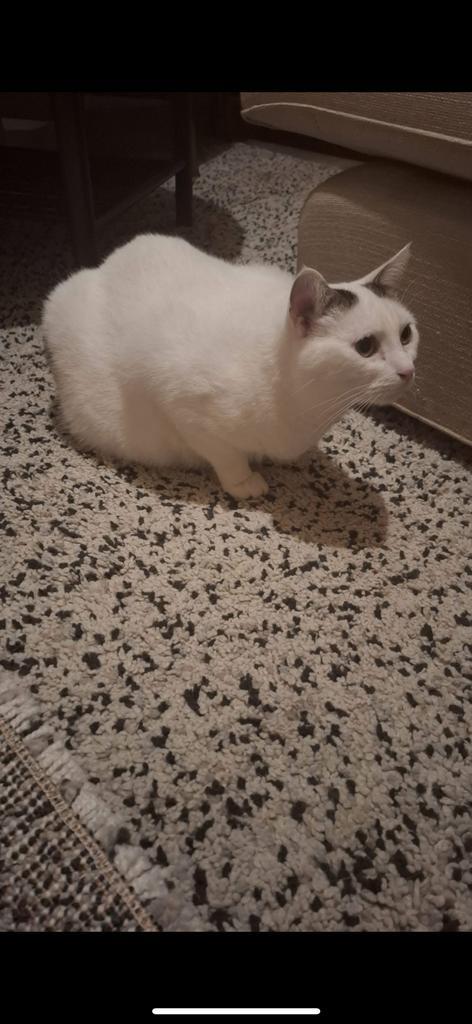 Huiskatten, Dieren en Toebehoren, Katten en Kittens | Overige Katten, Poes