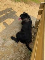 Sayda 3 jaar, Dieren en Toebehoren, Honden | Niet-rashonden, Rabiës (hondsdolheid), Teef, Groot, Eén hond