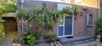 Druiven plant, Ophalen, Zomer, Volle zon