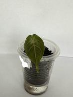 Alocasia azlanii (4), Ophalen of Verzenden, Overige soorten, Minder dan 100 cm
