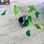 Monstera Deliciosa | Gatenplant, Ophalen, Overige soorten, Halfschaduw, Minder dan 100 cm