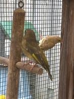 Te koop wildkleur groenling., Dieren en Toebehoren, Vrouwelijk, Wildzangvogel, Geringd