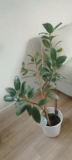 Ficus elastica - Rubber plant, Huis en Inrichting, Kamerplanten, Ophalen, Ficus, 100 tot 150 cm, Halfschaduw