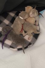 Britse korthaar kittens met stamboom & garantie, Meerdere dieren, Gechipt, 0 tot 2 jaar