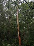 Gevraagd bosperceel a/d stempelsdijk in saasveld of omgeving, Ophalen of Verzenden, Volle zon, Overige soorten, Minder dan 100 cm