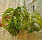 Monstera adansonii, Huis en Inrichting, Kamerplanten, Ophalen, Overige soorten, Halfschaduw, Minder dan 100 cm