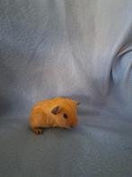 Jonge California cavia's zeugjes en 1 beertje, Dieren en Toebehoren, Cavia, December, Vrouwelijk, Tam