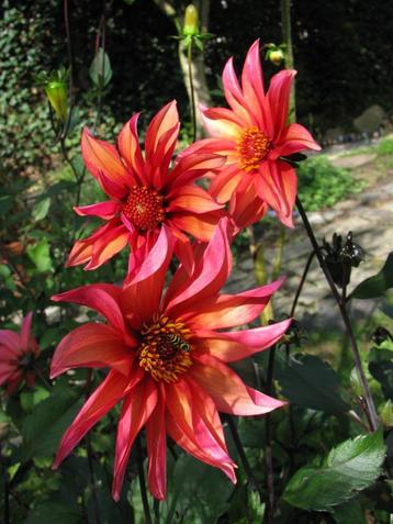 Zaden Dahlia Waltzing Mathilda, en halskraag Sunny Reggae beschikbaar voor biedingen