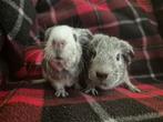 Agouti (bont) beertjes, Dieren en Toebehoren, Cavia, Mannelijk, November, Tam