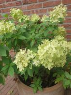 Aardewerk tuinpot met hosta of hydrangea, Ophalen, Steen, Gebruikt, Minder dan 60 cm
