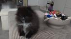 Pomeriaan pup, Dieren en Toebehoren, Honden | Poolhonden, Keeshonden en Oertypen, Parvo, Keeshond, Reu, 8 tot 15 weken