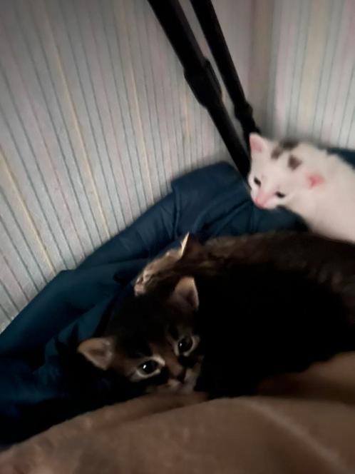 Lieve kittens zoeker, Dieren en Toebehoren, Katten en Kittens | Raskatten | Korthaar, Poes, 0 tot 2 jaar, Ontwormd