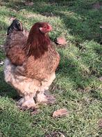 Jonge Bramha hen ( groot), Dieren en Toebehoren, Vrouwelijk, Kip