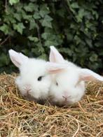 Jonge Nederlandse Hangoor dwerg konijntjes, Dieren en Toebehoren, Meerdere dieren, Dwerg, Hangoor, 0 tot 2 jaar