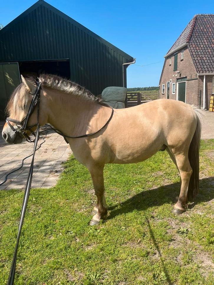 Te koop 2 fjorden ruinen, Dieren en Toebehoren, Pony's, Ruin, Zadelmak, D pony (1.37m tot 1.48m), Recreatiepony, 3 tot 6 jaar