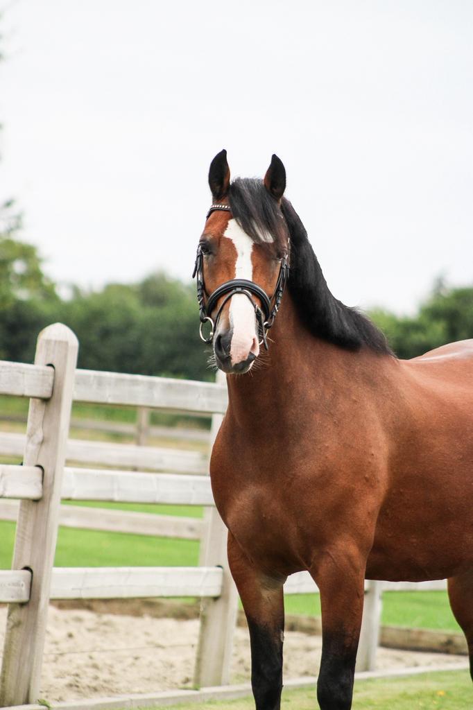 Bijrijdertje gezocht!, Dieren en Toebehoren, Paarden en Pony's | Overige Paardenspullen, Dressuur, Ophalen of Verzenden