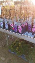 Clematis diverse soorten, Tuin en Terras, Planten | Tuinplanten, Ophalen, Zomer, Klimplanten, Volle zon