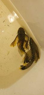 L144 longfin wildkleur koppel €25, Dieren en Toebehoren, Vissen | Aquariumvissen, Vis