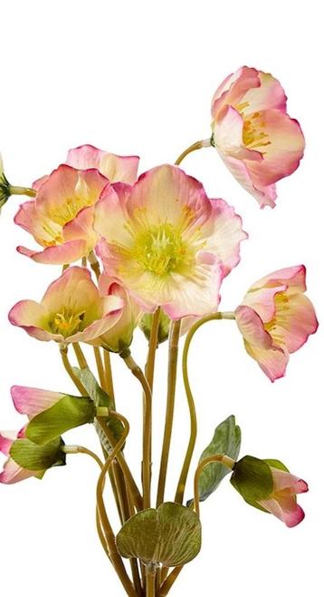 HELLEBORUS beschikbaar voor biedingen