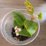 Begonia schutzei in plastic beker, Ophalen of Verzenden, Halfschaduw, Minder dan 100 cm