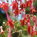 African queen, Overige soorten, Vaste plant, Ophalen of Verzenden, Halfschaduw