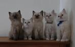 Ragdolls met vleugje maine coon, Dieren en Toebehoren, Meerdere dieren, Gechipt, 0 tot 2 jaar