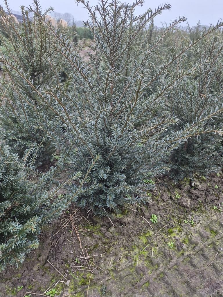 taxus Baccata, Tuin en Terras, Planten | Bomen, Ophalen, Bloeit niet, Halfschaduw, Overige soorten