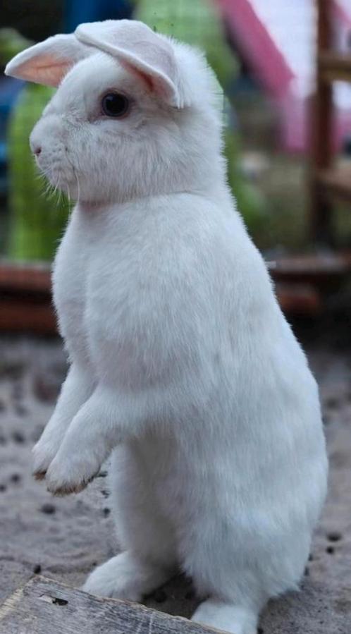 Lieve witte hangoorkonijn voedster met blauwe ogen, Dieren en Toebehoren, Konijnen, Vrouwelijk