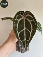 Anthurium Michelle by DocBlock 2, Ophalen of Verzenden, Halfschaduw, Minder dan 100 cm