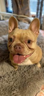 Franse Bulldog ISABELLA GOLD TEEF, Dieren en Toebehoren, Rabiës (hondsdolheid), 1 tot 2 jaar, Teef, Bulldog