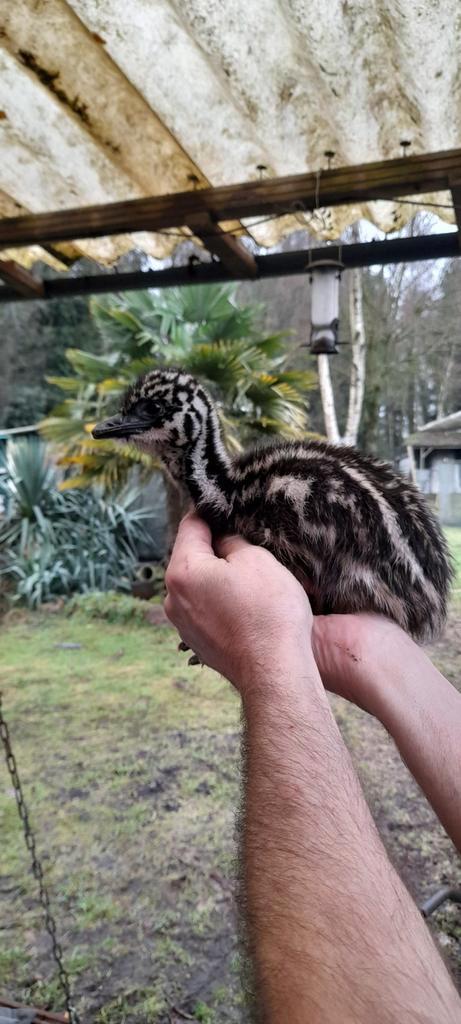 Emoe kuikens, Dieren en Toebehoren, Vogels | Overige Vogels, Geslacht onbekend, Tam