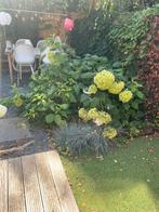 Hortensia 4 stuks, Tuin en Terras, Planten | Tuinplanten, Ophalen of Verzenden, Zomer, Overige soorten, Halfschaduw